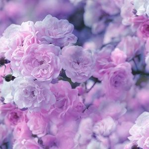 Meet your Posher, Billie